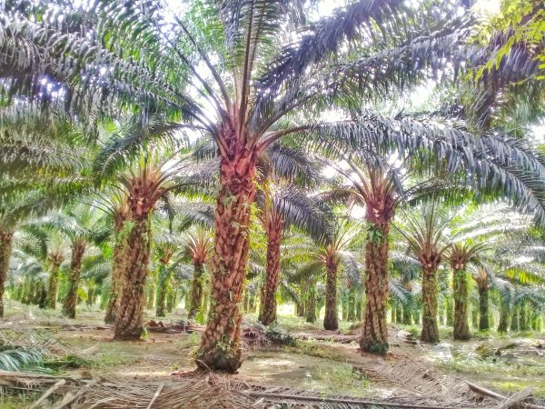 Indonesia&rsquo;s Biodiesel Push Poses Risks to Palm Oil Supply Chain