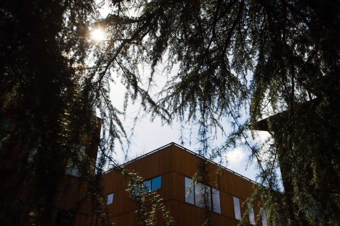 这张照片显示了树枝上纵横交错的蓝天。背景是盒子式建筑的顶角。