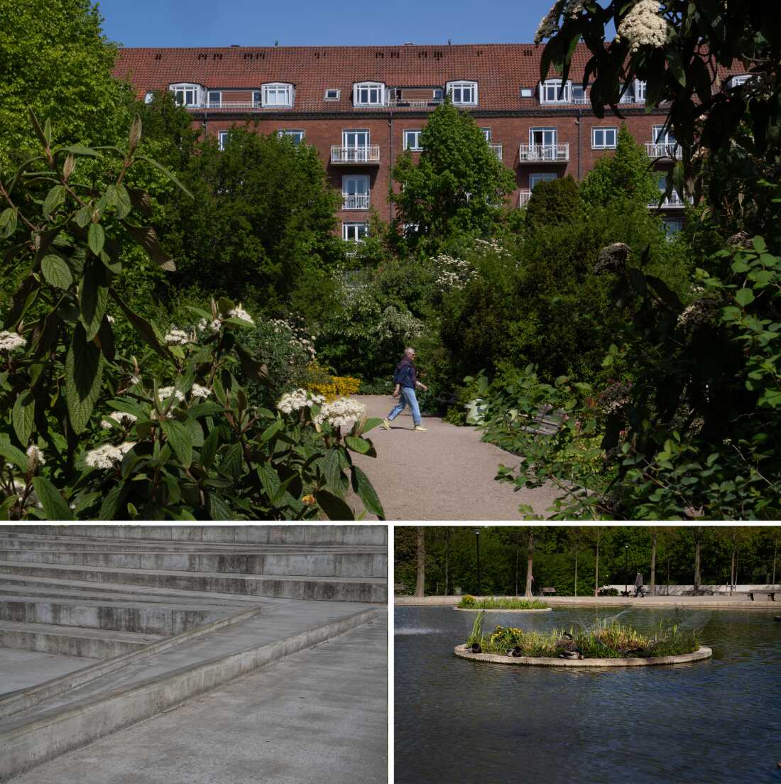 顶部照片：一位行人穿过Enghaveparken，里面充满了绿色的叶子，有些带有白色花朵。左下图：一张旨在容纳水​​的运动场拐角的特写照片。照片显示了朝着平坦区域下降的混凝土梯性台阶。右下角的照片：一个保留池塘，上面有几个“岛屿”，上面有叶子和鸭子。