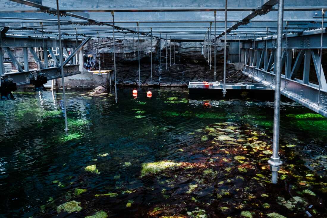 2025年6月20日在亚利桑那州甲骨文的生物圈2的海洋生态系统。