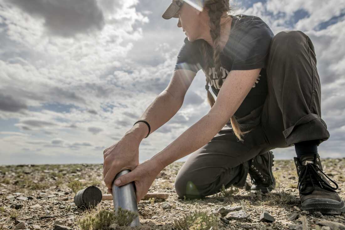 托比·基尔斯（Toby Kiers）博士在蒙古戈比沙漠（Gobi Desert）占据了土壤核心。