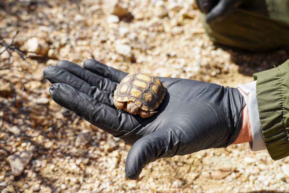 野生动植物生物学家检查了一只六个月大的莫哈韦沙漠乌龟。