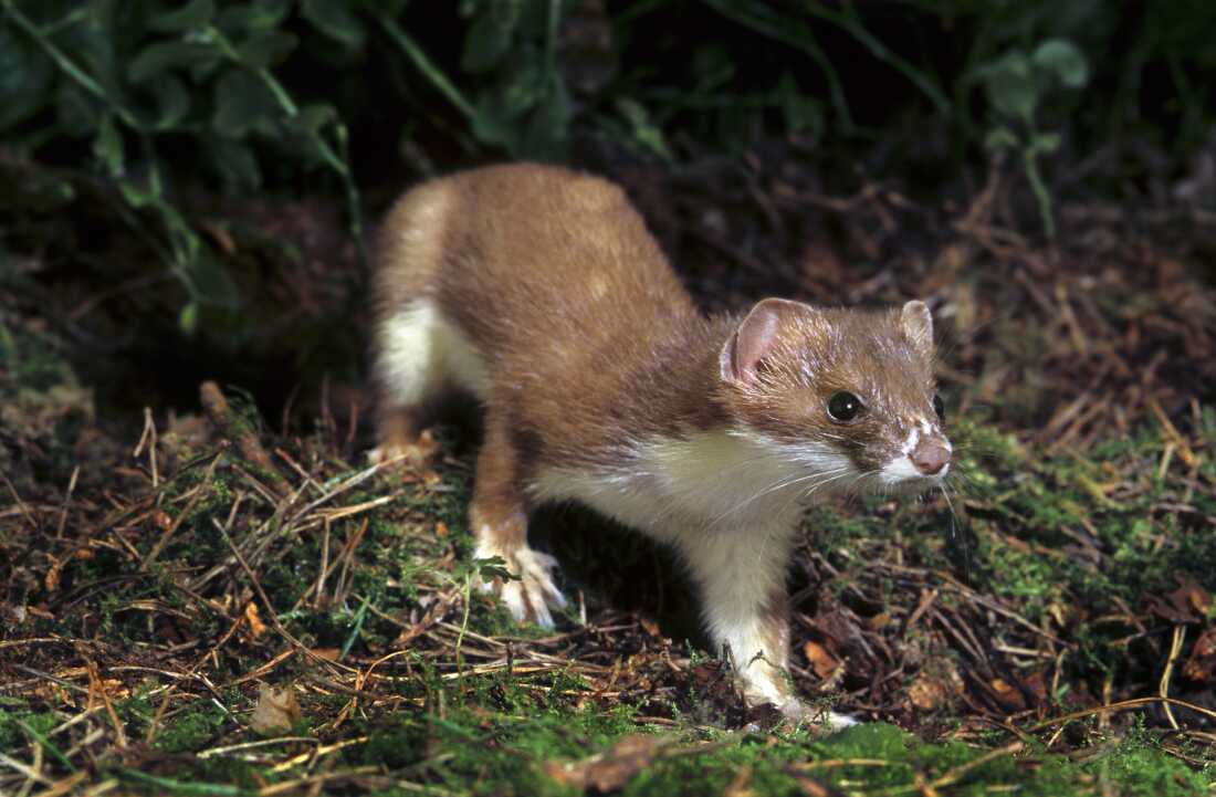 晚上在森林里打猎的stoat（穆斯塔·埃尔米尼亚）。