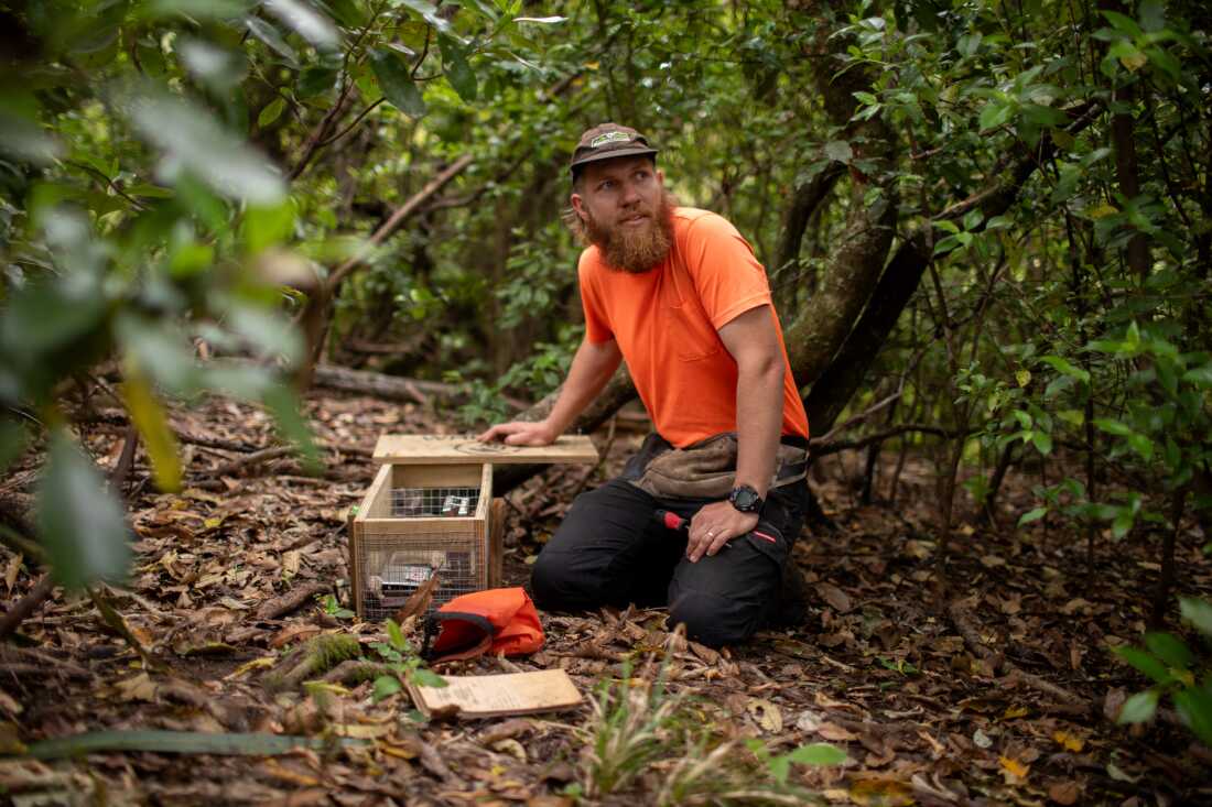 Whakatane猕猴桃信托基金的掠食者控制团队负责人汤姆·阿姆斯特朗（Tom Armstrong）