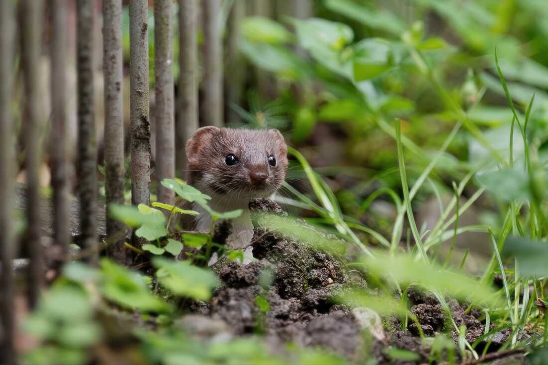 一条stoat从栅栏后面望去。