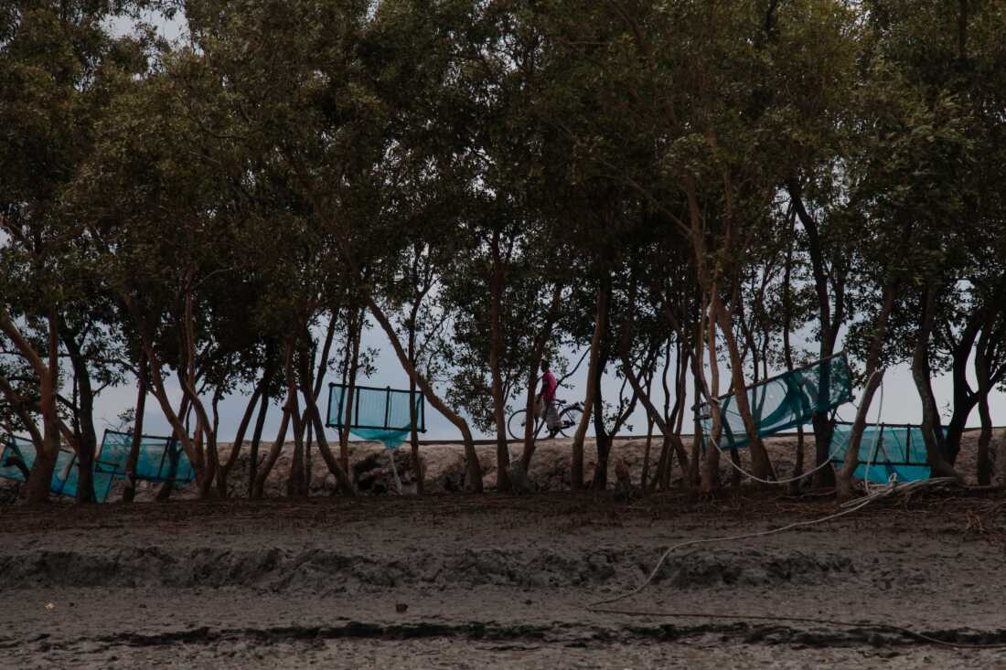 在印度西孟加拉邦的Sundarban地区，用来捕获虾在树木中捕获虾干燥。