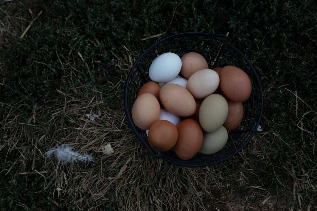 一篮子鸡蛋放在干草堆上，颜色从白色到棕色不等。 