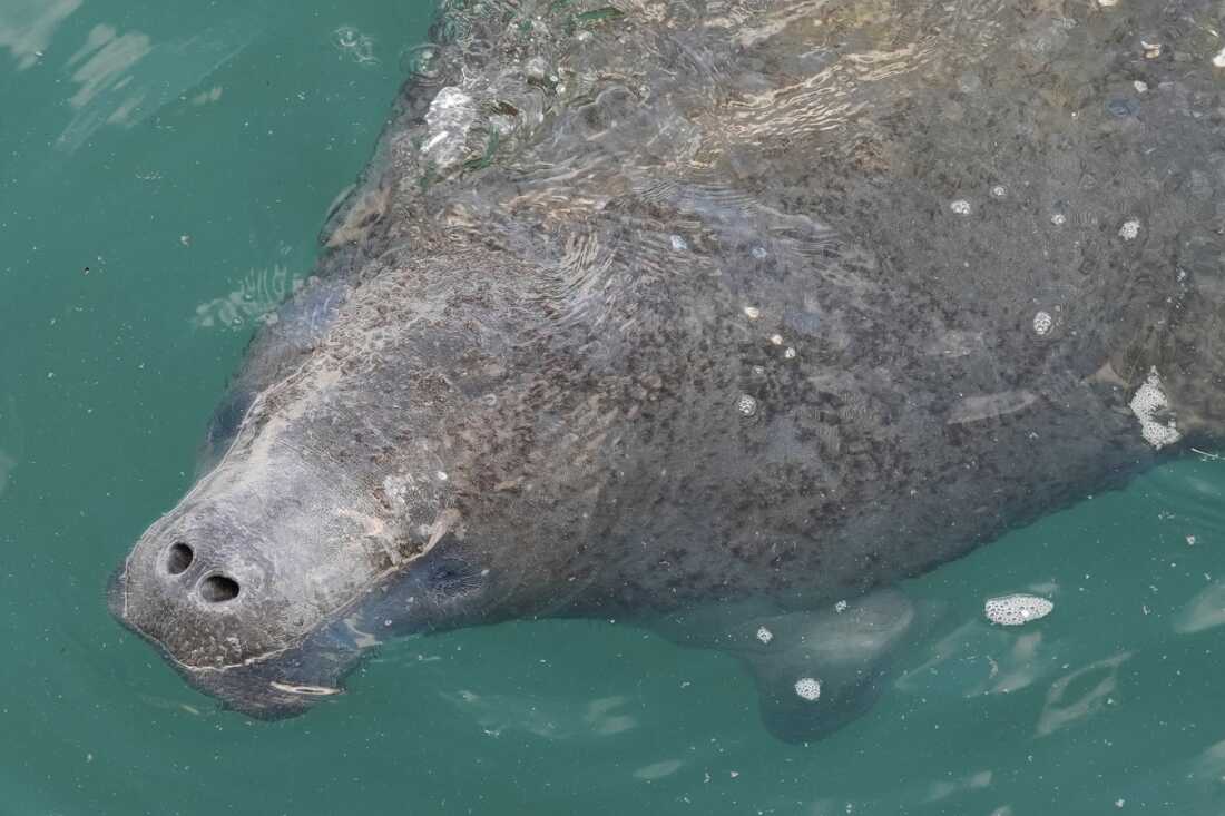 2025 年 1 月 10 日，佛罗里达州里维埃拉海滩，海牛泻湖 (Manatee Lagoon) 浮出水面呼吸。海牛泻湖是由佛罗里达电力与照明公司 (Florida Power & Light Company) 运营的免费景点，让公众可以观赏并了解冬季聚集在佛罗里达州里维埃拉海滩 (Riviera Beach) 发电厂温水流出处的海牛。