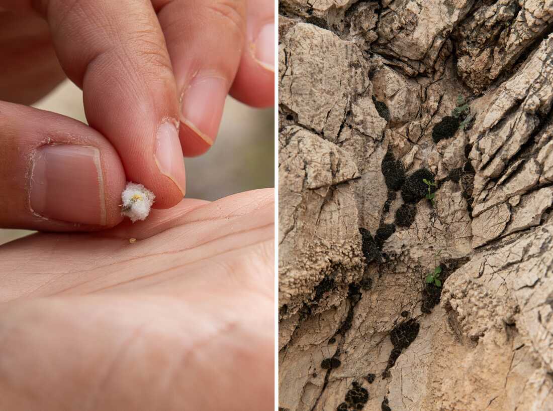 左图是一粒非常小的种子从死亡谷鼠尾草的花中弹出。右图是加利福尼亚州死亡谷诺帕山脉岩石中生长的本土植物。
