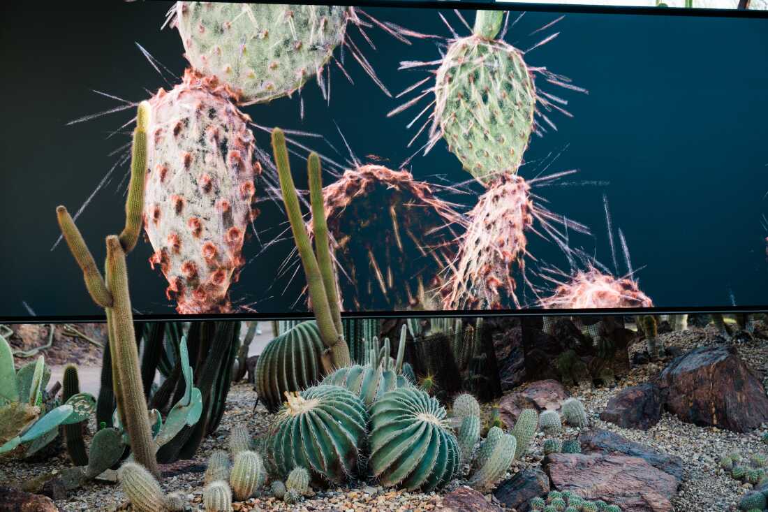 《FRAMERATE: Desert Pulse》中的花萼，其中仙人掌开花于 2026 年 4 月 14 日在亚利桑那州凤凰城的沙漠植物园拍摄。