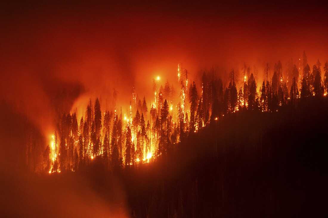 当森林中积聚大量灌木丛和枯死物质时，就会引发更猛烈的火灾，将火焰带到老树的顶部，导致它们死亡，就像 2025 年加利福尼亚州的石榴石火灾一样。