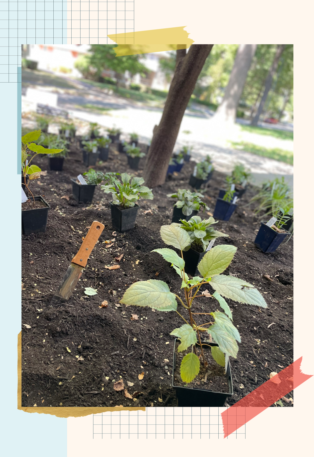 本地植物已布置好并准备种植。 